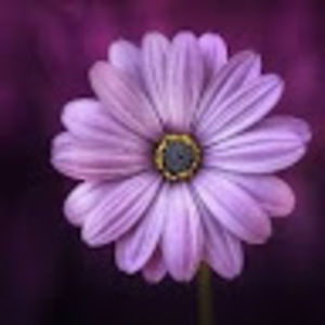 Meet your Posher, Araceli